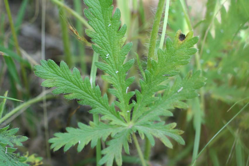 Potentilla recta